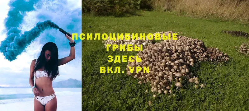 купить наркоту  Устюжна  Галлюциногенные грибы Magic Shrooms 